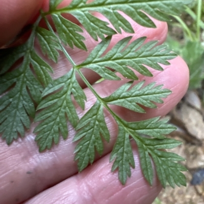 Conium maculatum (Hemlock) at Aranda, ACT - 13 May 2023 by lbradley