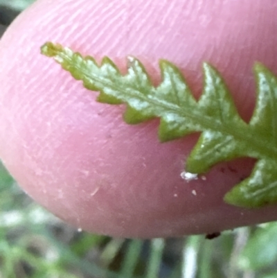 Unidentified Fern or Clubmoss at Aranda, ACT - 13 May 2023 by lbradley