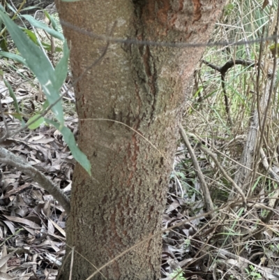 Hakea salicifolia (Willow-leaved Hakea) at Aranda, ACT - 13 May 2023 by lbradley