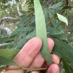 Hakea salicifolia at Aranda, ACT - 13 May 2023