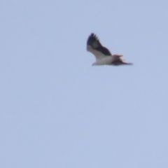 Haliaeetus leucogaster (White-bellied Sea-Eagle) at Jerrabomberra Wetlands - 13 May 2023 by TomW