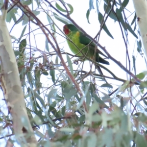 Lathamus discolor at Watson, ACT - 13 May 2023