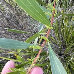 Acacia longifolia subsp. longifolia (Sydney Golden Wattle) at Aranda, ACT - 13 May 2023 by lbradley