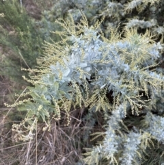 Acacia baileyana (Cootamundra Wattle, Golden Mimosa) at Aranda, ACT - 13 May 2023 by lbradley