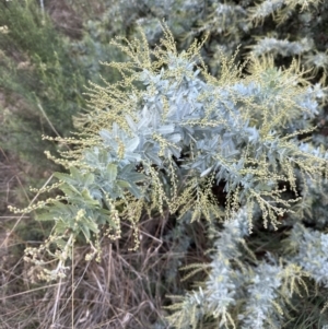 Acacia baileyana at Aranda, ACT - 13 May 2023