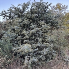 Acacia baileyana at Aranda, ACT - 13 May 2023