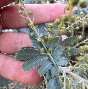 Acacia baileyana at Aranda, ACT - 13 May 2023