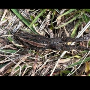 Crinia signifera at Paddys River, ACT - 13 May 2023