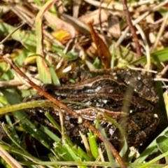 Crinia signifera at Paddys River, ACT - suppressed