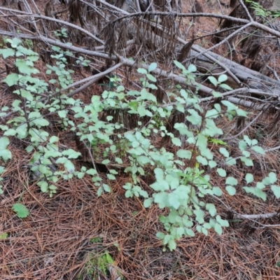 Pittosporum tenuifolium (Kohuhu) at Isaacs Ridge - 13 May 2023 by Mike