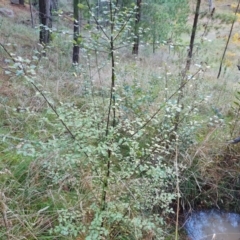 Pittosporum tenuifolium at Isaacs, ACT - 13 May 2023 04:21 PM