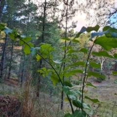 Leycesteria formosa (Himalayan Honeysuckle) at Isaacs, ACT - 13 May 2023 by Mike