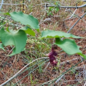 Leycesteria formosa at Isaacs, ACT - 13 May 2023