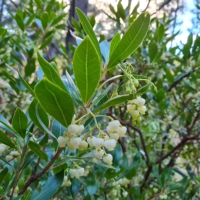 Arbutus unedo (Strawberry Tree) at Isaacs, ACT - 13 May 2023 by Mike