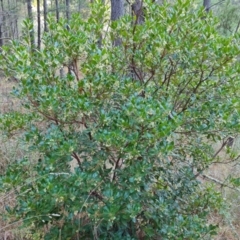 Arbutus unedo at Isaacs, ACT - 13 May 2023