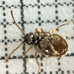 Ptinus sp. (genus) at Braddon, ACT - 7 May 2023