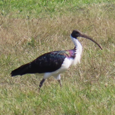 Threskiornis spinicollis (Straw-necked Ibis) at Molonglo Valley, ACT - 13 May 2023 by MatthewFrawley