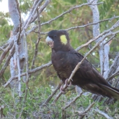 Zanda funerea at Molonglo Valley, ACT - 13 May 2023