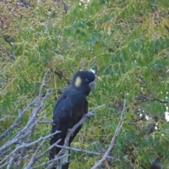 Zanda funerea at Molonglo Valley, ACT - 13 May 2023