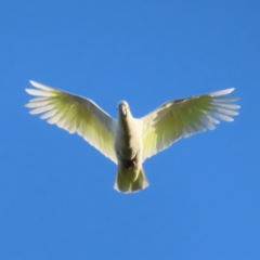 Cacatua galerita (Sulphur-crested Cockatoo) at Yarralumla, ACT - 13 May 2023 by MatthewFrawley