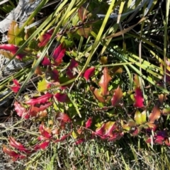 Berberis aquifolium (Oregon Grape) at Namadgi National Park - 13 May 2023 by KMcCue