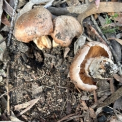 Cortinarius sp. (Cortinarius) at Namadgi National Park - 13 May 2023 by KMcCue