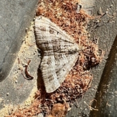 Chrysolarentia subrectaria (A Geometer moth) at Aranda, ACT - 11 May 2023 by KMcCue