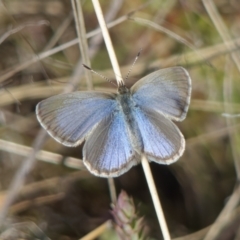 Zizina otis (Common Grass-Blue) at Richardson, ACT - 13 May 2023 by roman_soroka