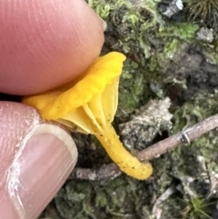 Lichenomphalia chromacea (Yellow Navel) at Aranda Bushland - 13 May 2023 by lbradley