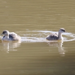 Poliocephalus poliocephalus (Hoary-headed Grebe) at Fyshwick, ACT - 13 May 2023 by RodDeb