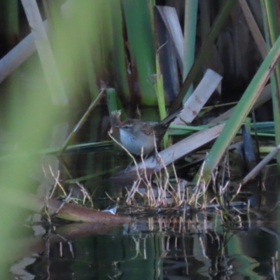Poodytes gramineus (Little Grassbird) at Jerrabomberra Wetlands - 13 May 2023 by RodDeb