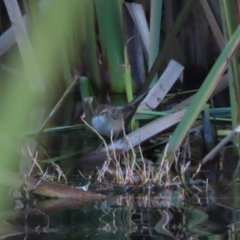 Poodytes gramineus at Fyshwick, ACT - 13 May 2023