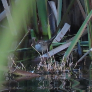 Poodytes gramineus at Fyshwick, ACT - 13 May 2023