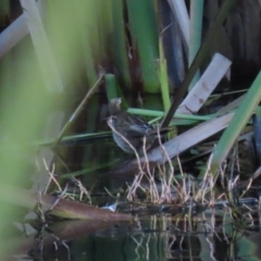 Poodytes gramineus at Fyshwick, ACT - 13 May 2023 02:07 PM