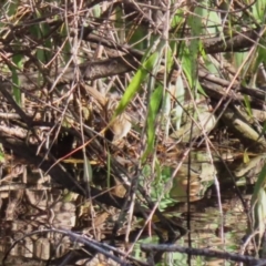 Poodytes gramineus at Fyshwick, ACT - 13 May 2023