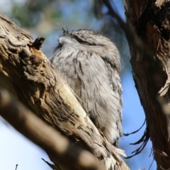 Podargus strigoides (Tawny Frogmouth) at Fyshwick, ACT - 13 May 2023 by RodDeb
