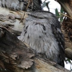 Podargus strigoides at Fyshwick, ACT - 13 May 2023 02:13 PM