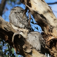 Podargus strigoides at Fyshwick, ACT - 13 May 2023 02:13 PM