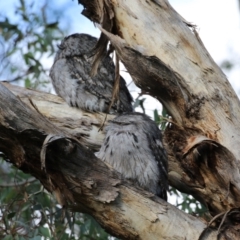 Podargus strigoides at Fyshwick, ACT - 13 May 2023