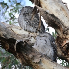 Podargus strigoides at Fyshwick, ACT - 13 May 2023 02:13 PM