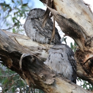 Podargus strigoides at Fyshwick, ACT - 13 May 2023