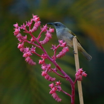 Lichmera indistincta (Brown Honeyeater) at Wellington Point, QLD - 11 May 2023 by TimL