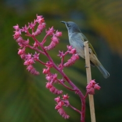 Lichmera indistincta at Wellington Point, QLD - suppressed