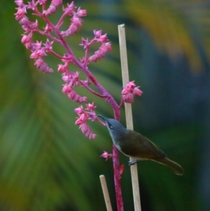 Lichmera indistincta at Wellington Point, QLD - suppressed