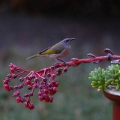 Lichmera indistincta at Wellington Point, QLD - suppressed