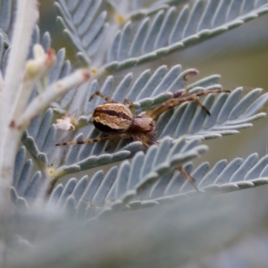 Salsa fuliginata at Cotter River, ACT - 4 Feb 2023