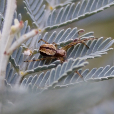 Salsa fuliginata (Sooty Orb-weaver) at Cotter River, ACT - 4 Feb 2023 by KorinneM