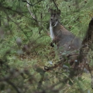 Notamacropus rufogriseus at Red Hill, ACT - 7 May 2023