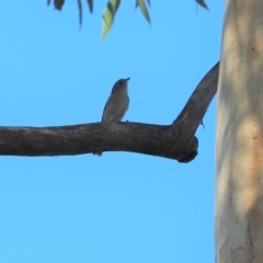 Pachycephala pectoralis (Golden Whistler) at Cook, ACT - 11 May 2023 by Tammy