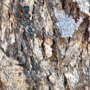 Myrmecia sp., pilosula-group at Casey, ACT - 14 May 2023